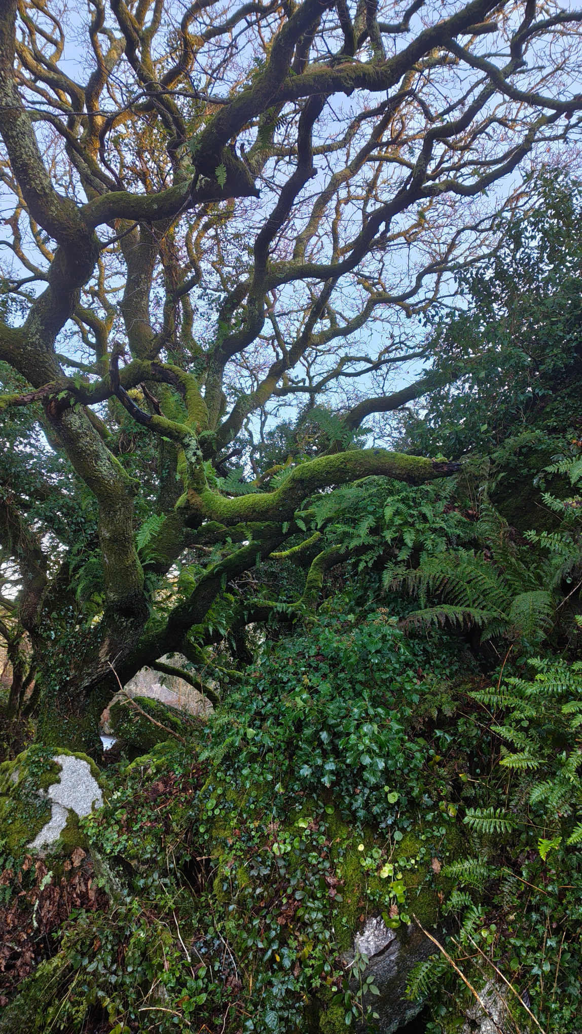 #treesofcornwall 3