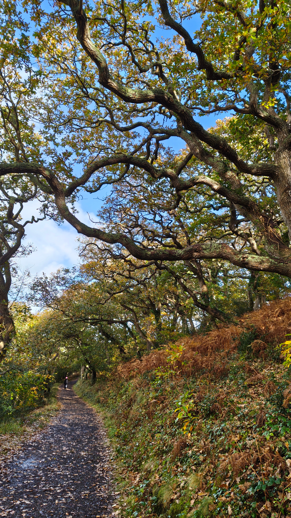 #treesofcornwall 1